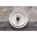 Olympia Bloom Scalloped Plates White 175mm (6 Pack) Olympia